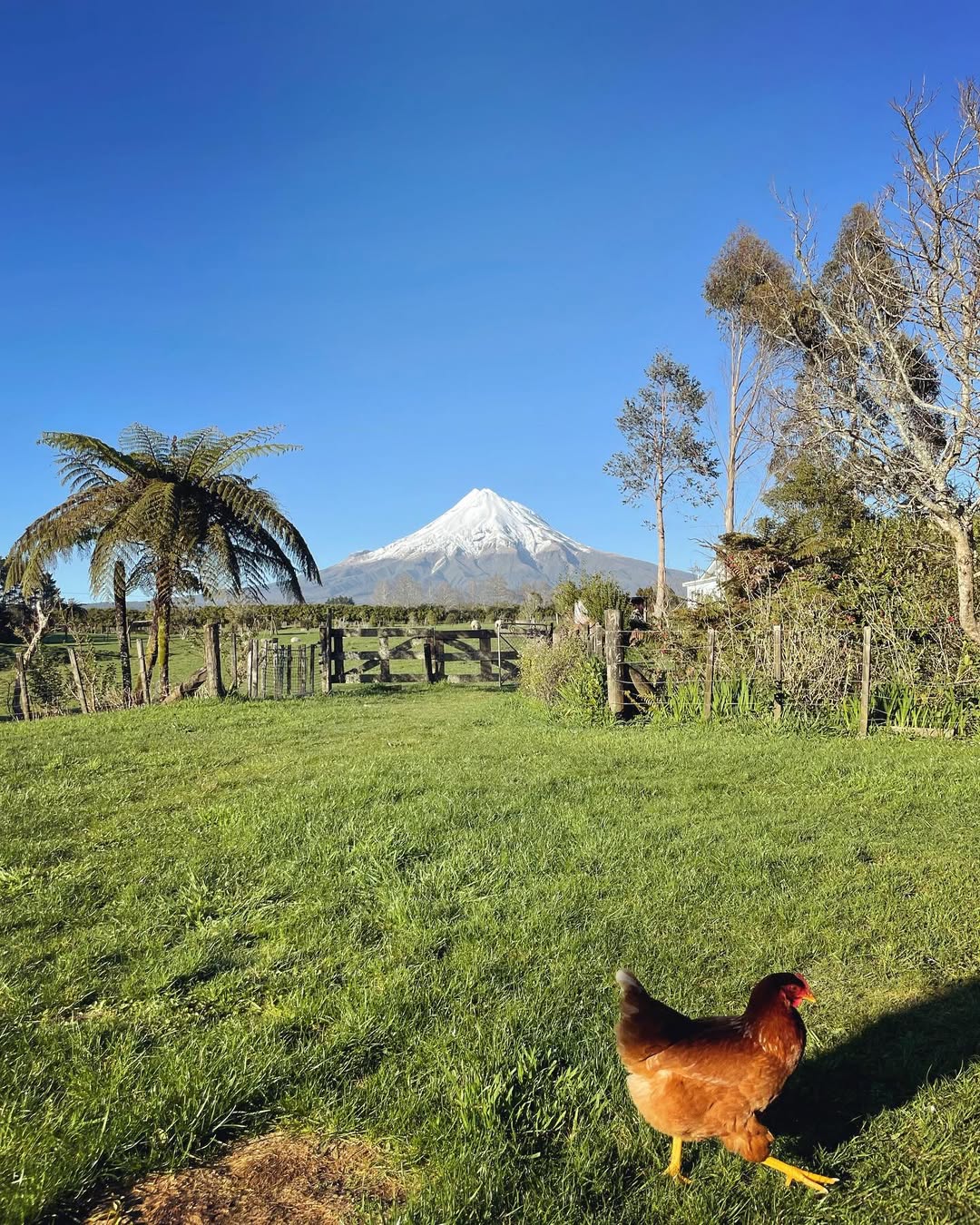 Volcanoview food & drinks